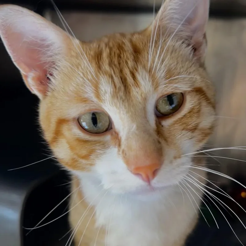 An adult medium-sized male Orange / Red Domestic Short Hair cat named Macho Nacho for adoption in Chicago, IL