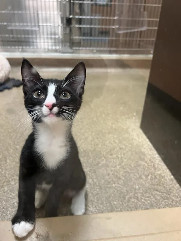 A young medium-sized male Domestic Medium Hair cat named Harry Dune for adoption in Tallahassee, FL