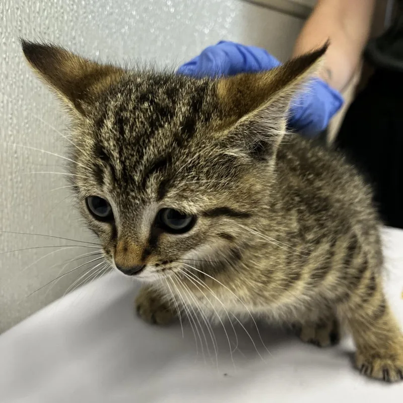 A baby small-sized male Brown / Chocolate Domestic Short Hair cat named Vegas for adoption in Tampa, FL
