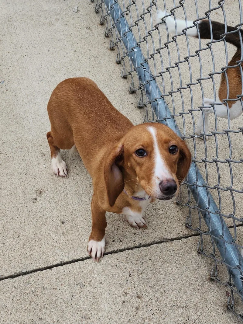 An adult small-sized female Dachshund dog named Birdie for adoption in Fairfield, IA