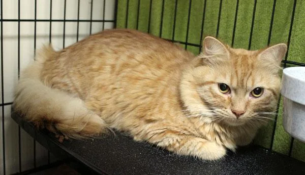 An adult medium-sized male Orange / Red Domestic Long Hair cat named Baby for adoption in Mansfield, MA