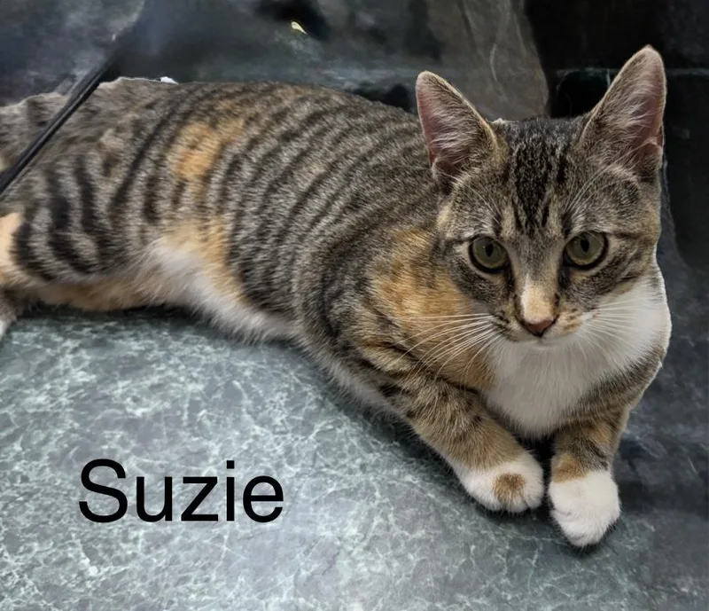 Suzie thumbnail 2
