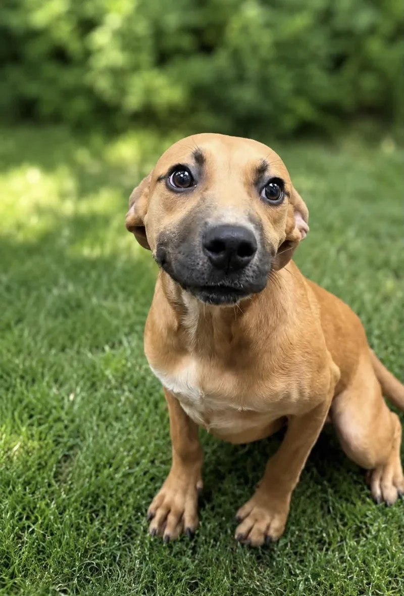 A young medium-sized female Red / Chestnut / Orange Hound dog named Maple for adoption in Alexander City, AL