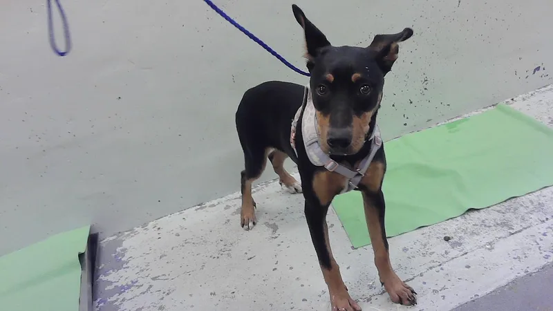 A young small-sized female Doberman Pinscher dog named Honey for adoption in Houston, TX