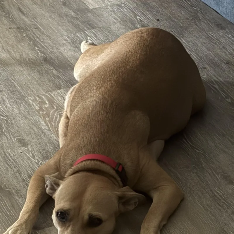 An adult medium-sized female Pit Bull Terrier dog named Mama Ruby Ann for adoption in Carmel, NY