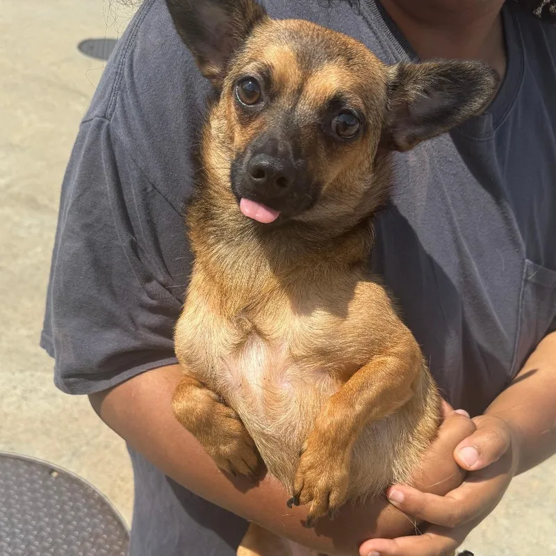 An adult small-sized male Yellow / Tan / Blond / Fawn Chihuahua dog named Kane for adoption in Columbus, GA