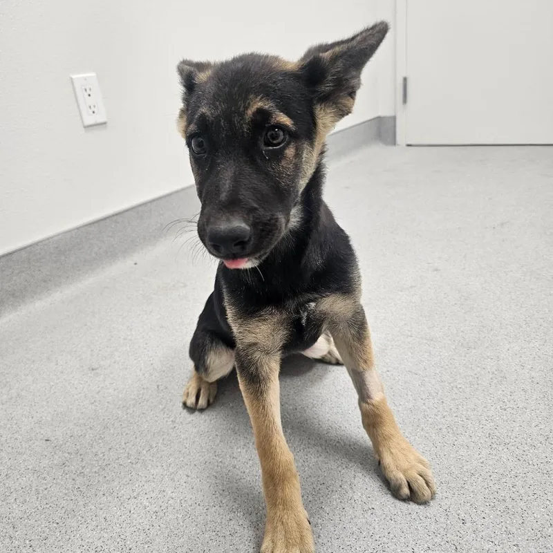 A baby medium-sized female Black German Shepherd Dog dog named Emerald for adoption in Fresno, CA