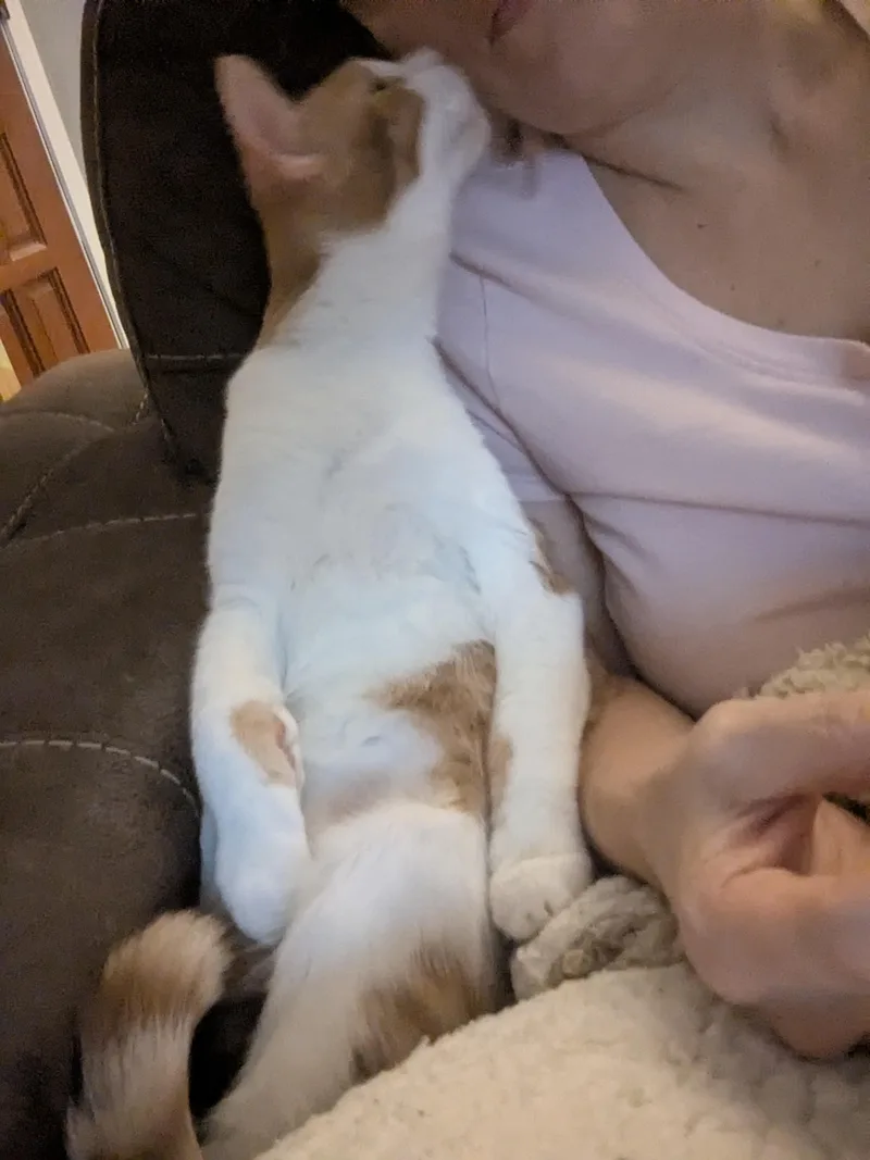 Cheeto thumbnail 3