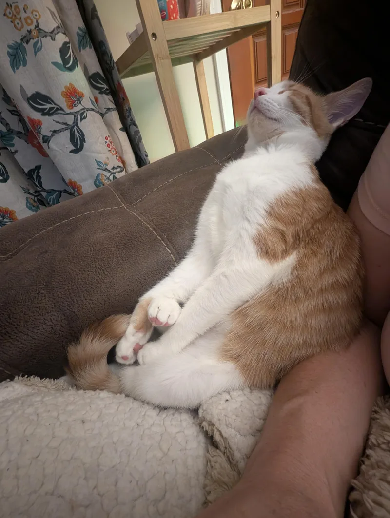 Cheeto thumbnail 4