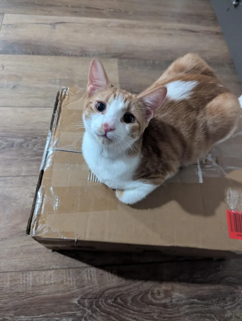 Cheeto thumbnail 5