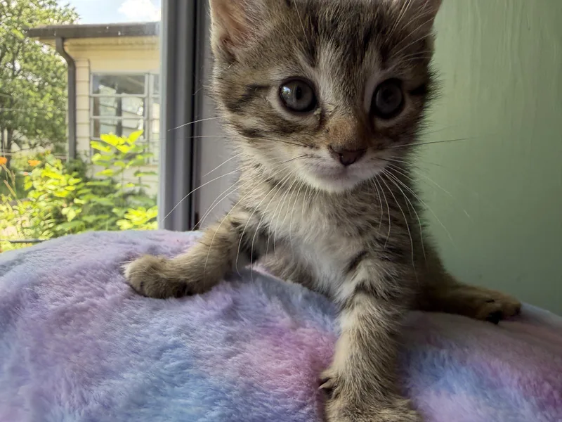 A baby small-sized female Tabby (Gray / Blue / Silver) Tabby cat named Frannie for adoption in Cincinnati, OH
