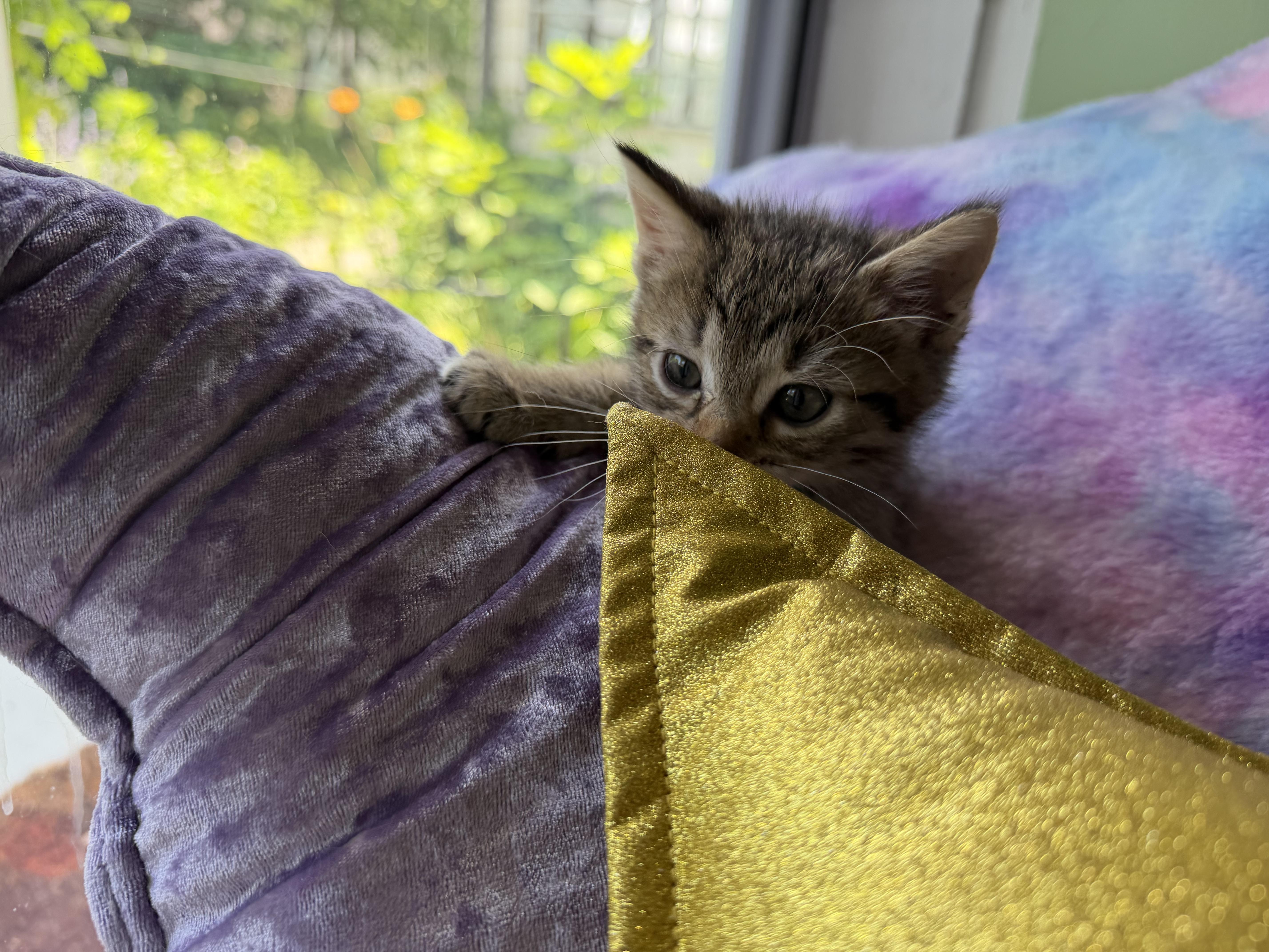 Frannie thumbnail 2