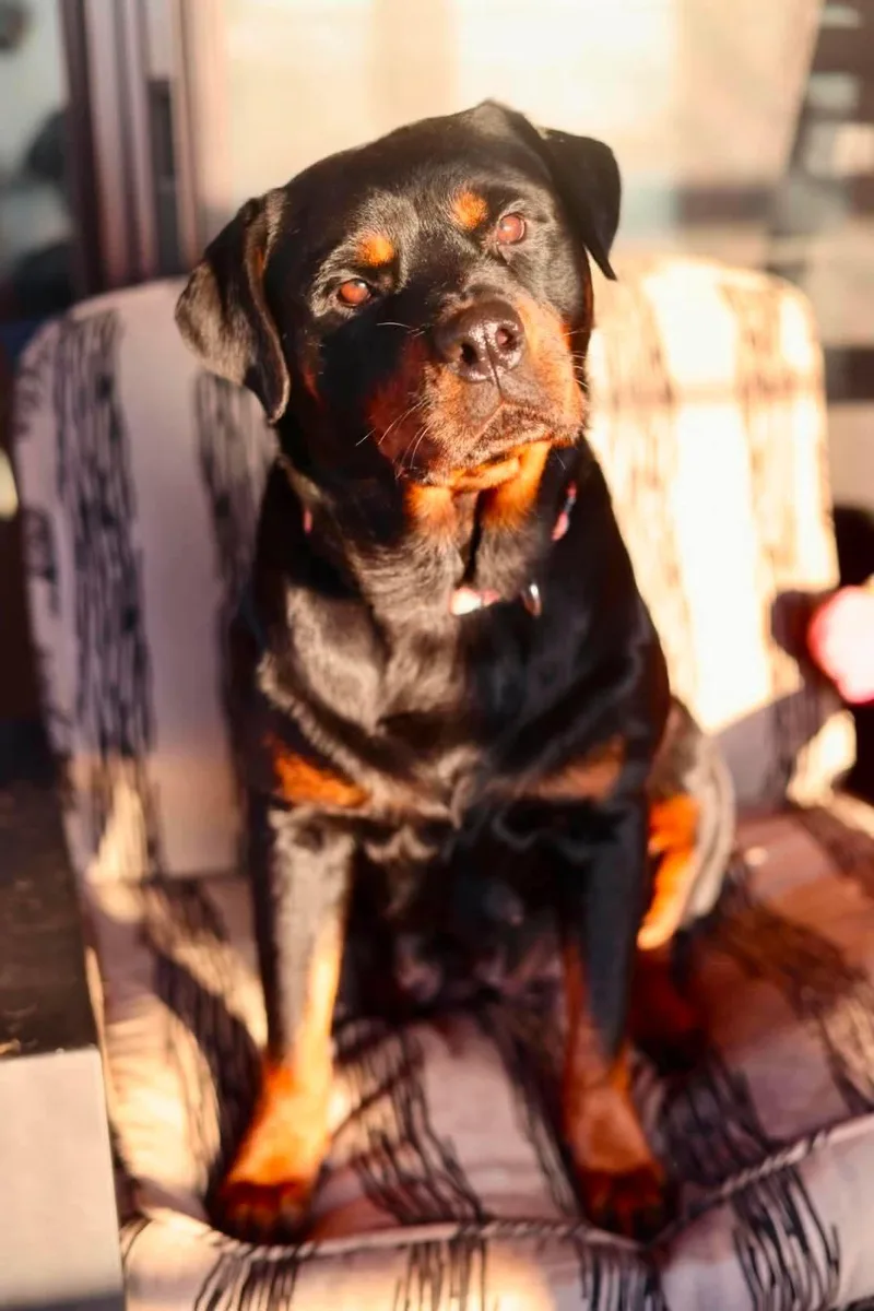 Bella