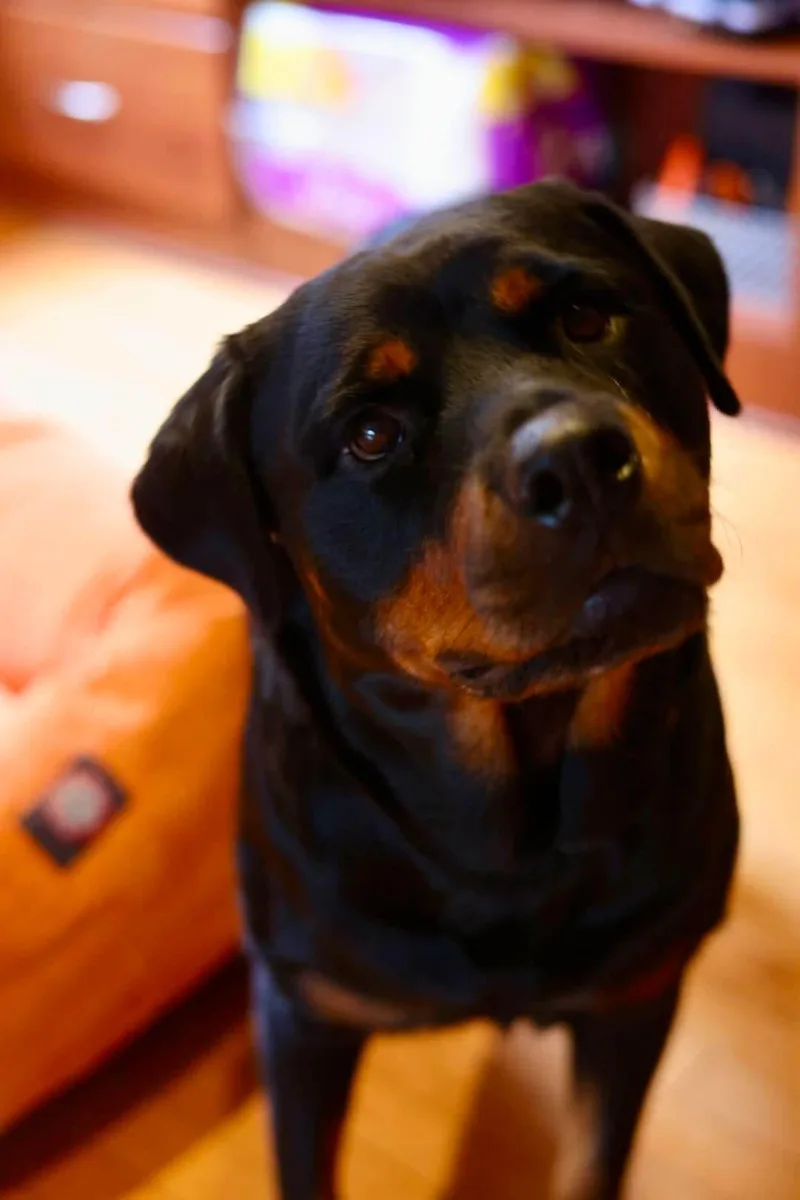 Bella thumbnail 2