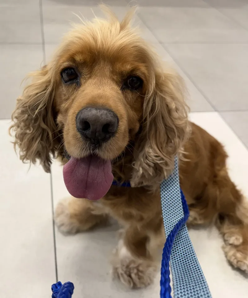 An adult medium-sized male Cocker Spaniel dog named Simba for adoption in Cape Coral, FL