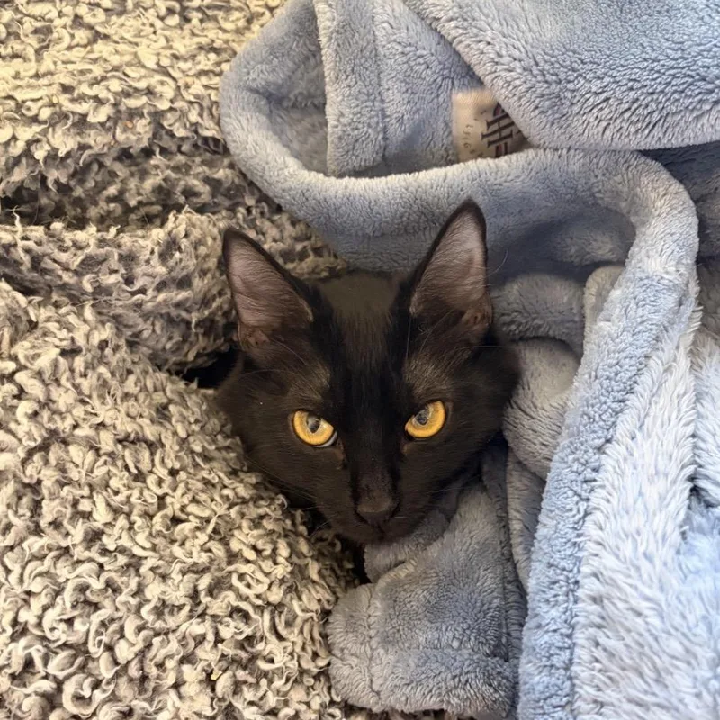 A young medium-sized female Black Domestic Short Hair cat named Dancing Eggman for adoption in Fredericksburg, VA