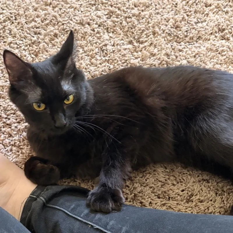 Dancing Eggman thumbnail 2