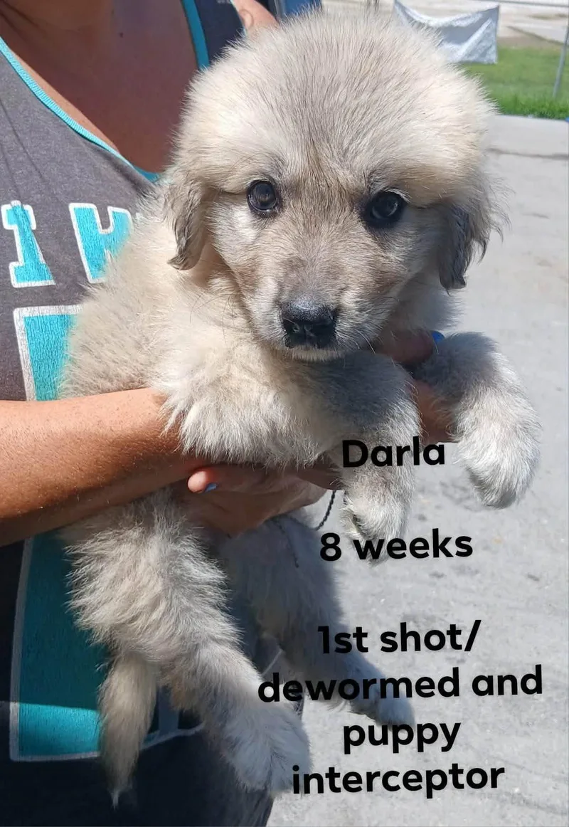 Darla thumbnail 2