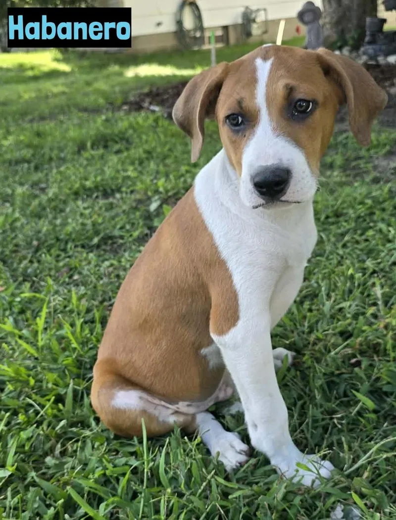A baby medium-sized male Golden Labrador Retriever dog named Habanero for adoption in Grand Rapids, MI
