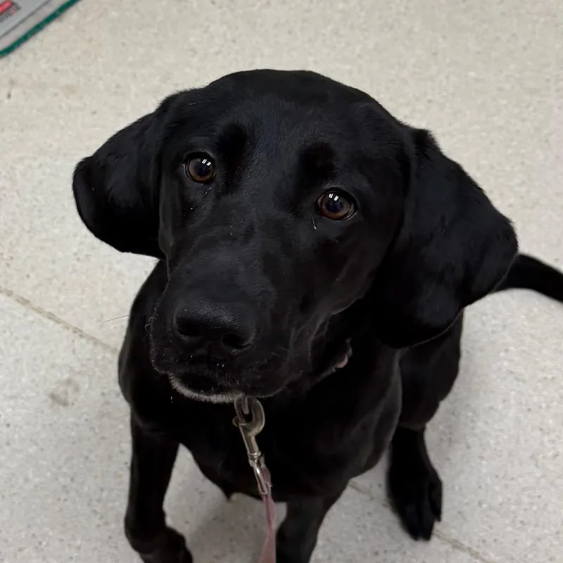 An adult medium-sized female Black Labrador Retriever dog named Miso for adoption in Murray, UT