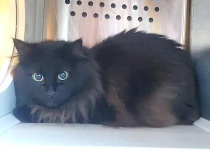 An adult medium-sized female Domestic Long Hair cat named Lily for adoption in Kansas City, MO