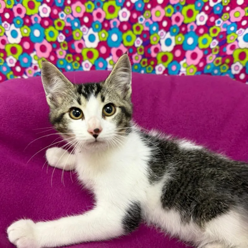 A baby small-sized male Gray / Blue / Silver Domestic Short Hair cat named Galileo for adoption in Deerfield, IL