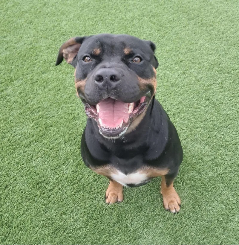 A young large-sized male Bicolor Rottweiler dog named Juvenile for adoption in Frankfort, KY
