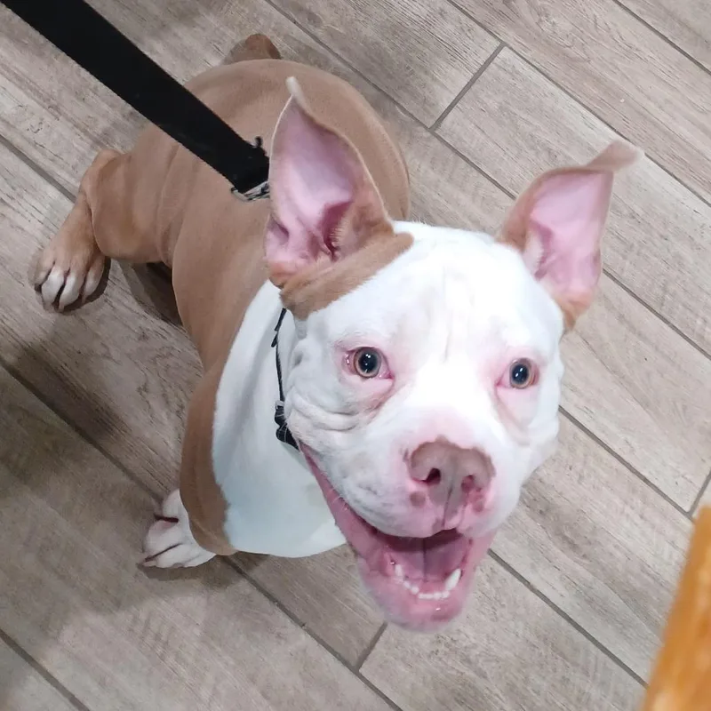 Beefy Layer Burrito thumbnail 2