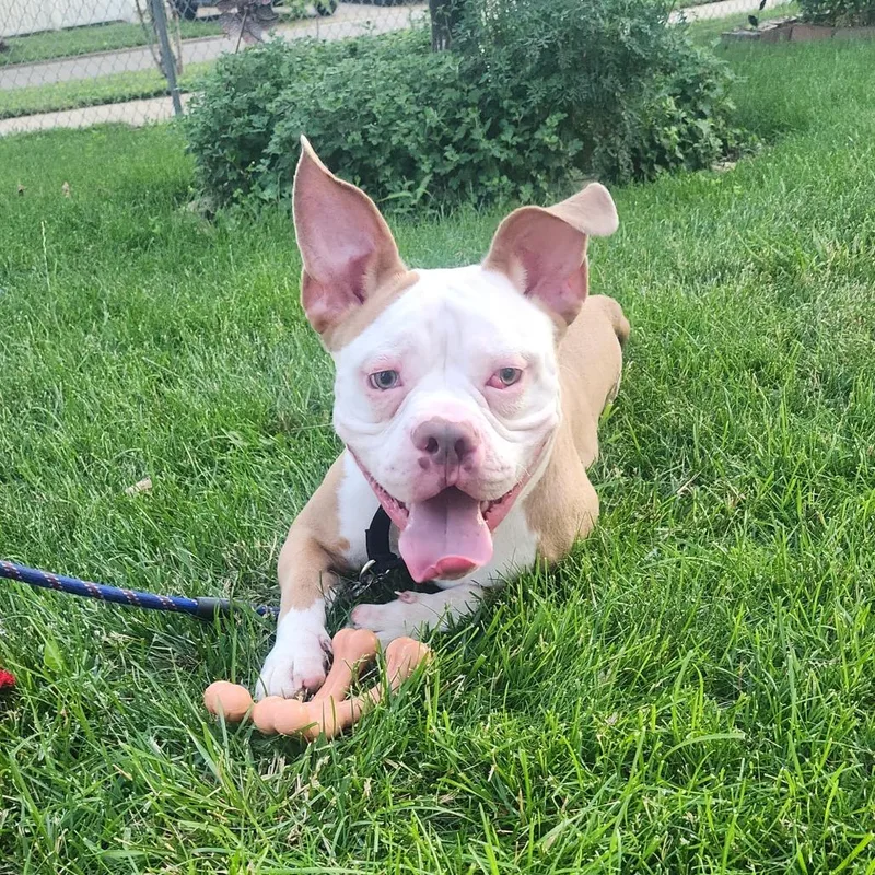 Beefy Layer Burrito thumbnail 3