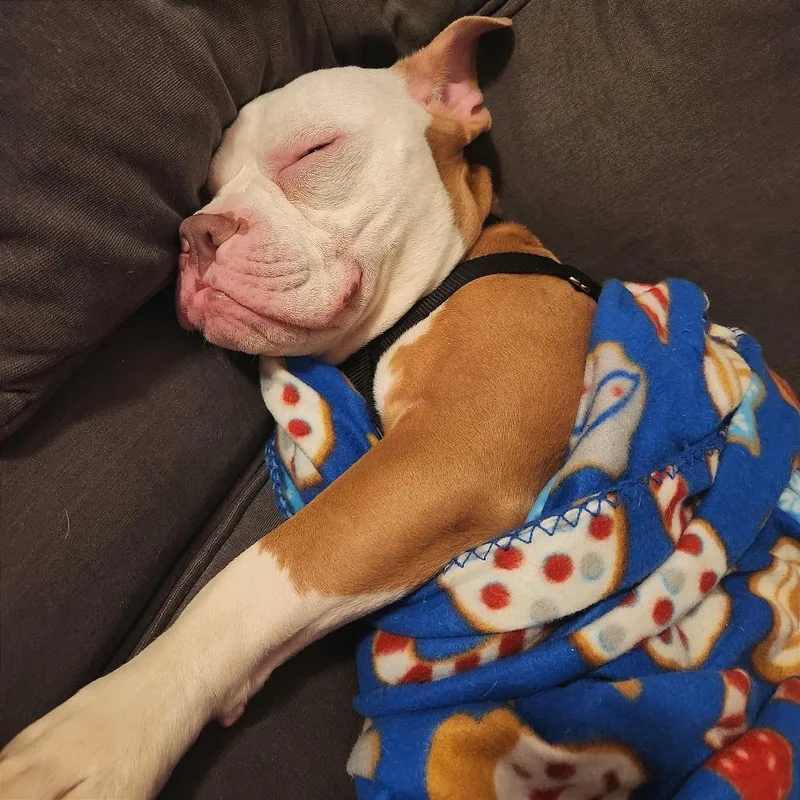 Beefy Layer Burrito thumbnail 4