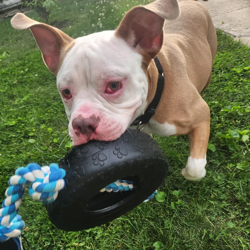 Beefy Layer Burrito thumbnail 5