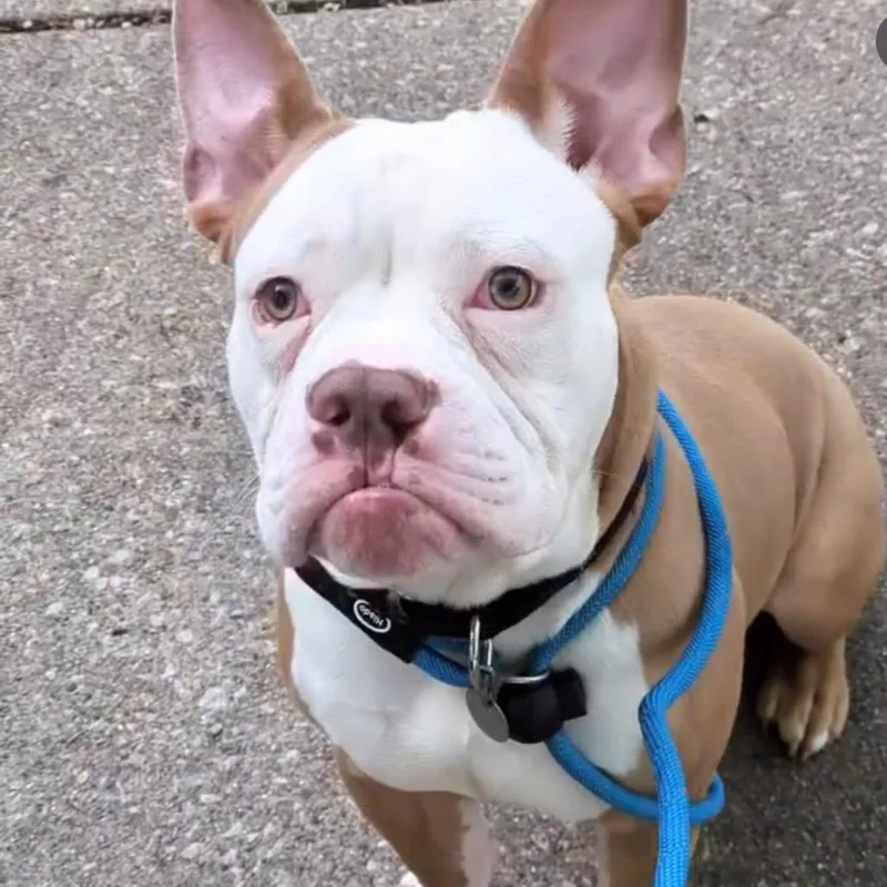 Beefy Layer Burrito thumbnail 6