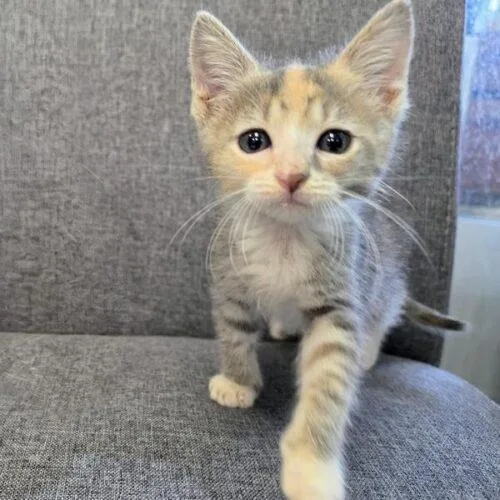 A baby small-sized female Dilute Calico Domestic Short Hair cat named Flow for adoption in Tampa, FL