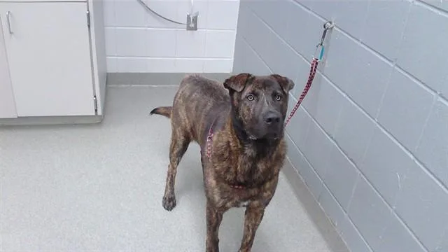 A young large-sized male Labrador Retriever dog named Biggie for adoption in Omaha, NE