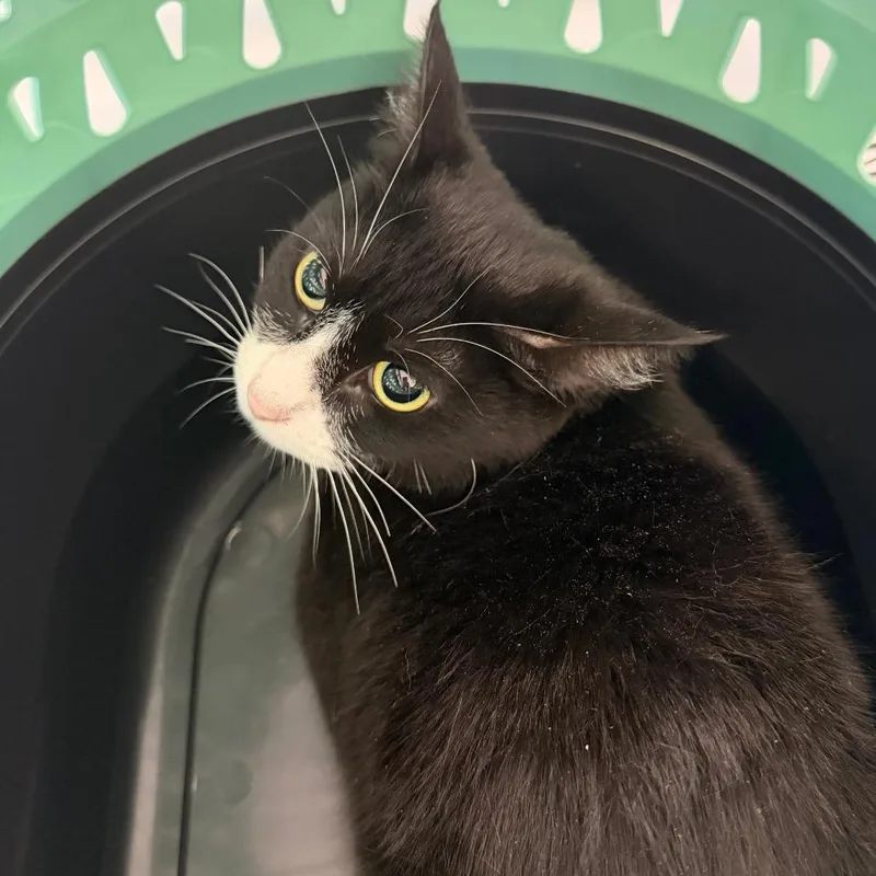 An adult medium-sized female Black Domestic Short Hair cat named Lucielle for adoption in Indianapolis, IN