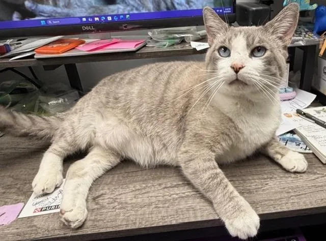An adult medium-sized male Siamese cat named Snow for adoption in Lancaster, PA