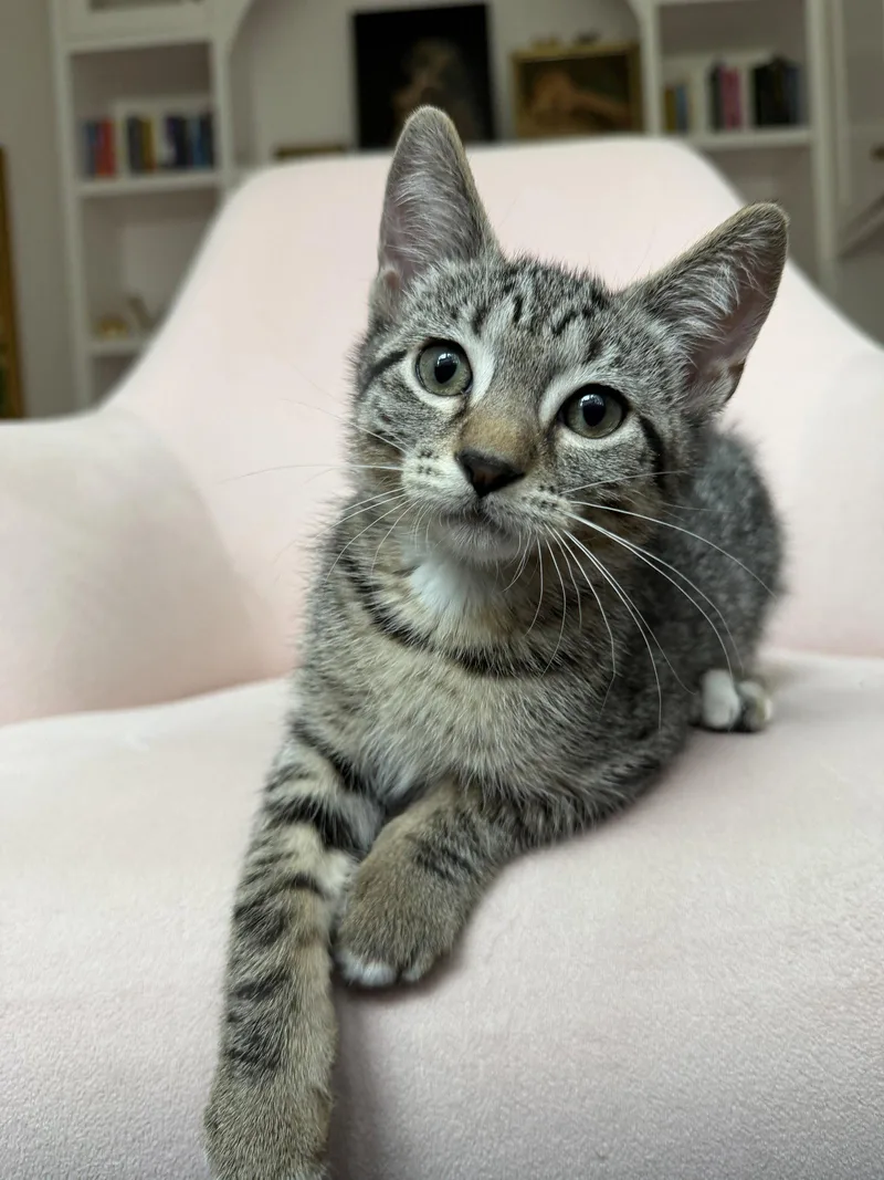 A baby small-sized male Tabby cat named Christian for adoption in Walnut Creek, CA