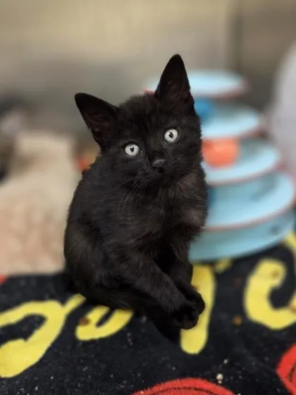 A baby small-sized female Domestic Short Hair cat named Gale for adoption in Westland, MI