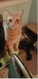 An adult small-sized female Domestic Medium Hair cat named Up for adoption in Atlanta, GA
