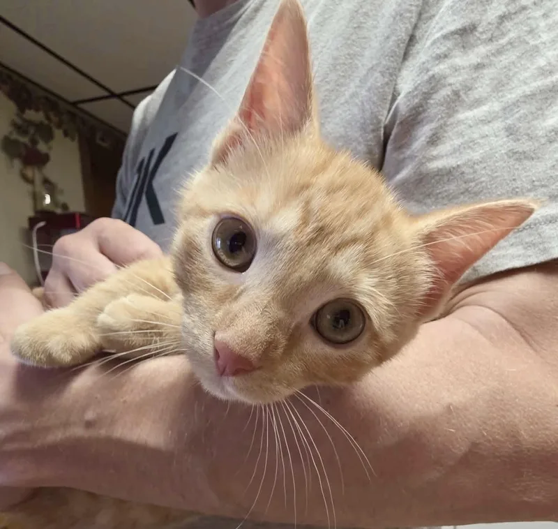 Benny
