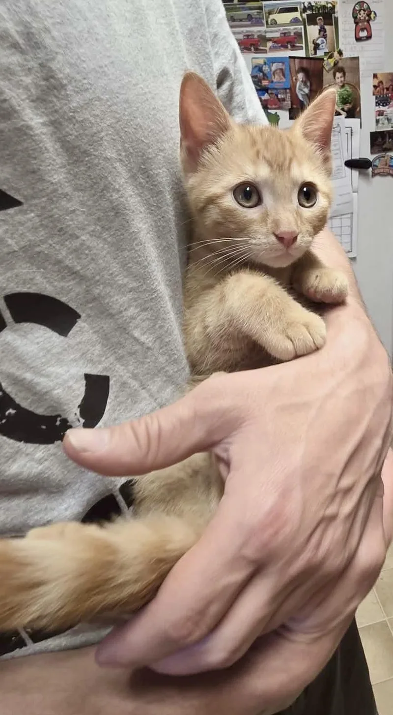 Benny thumbnail 2