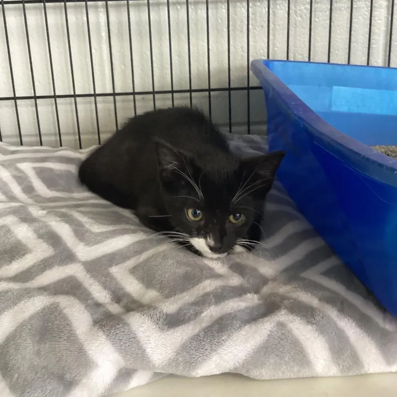 A baby small-sized male Black Domestic Short Hair cat named Tadpole for adoption in Montgomery, AL
