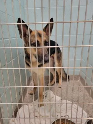 An adult large-sized male German Shepherd Dog dog named Koda for adoption in Fishers, IN