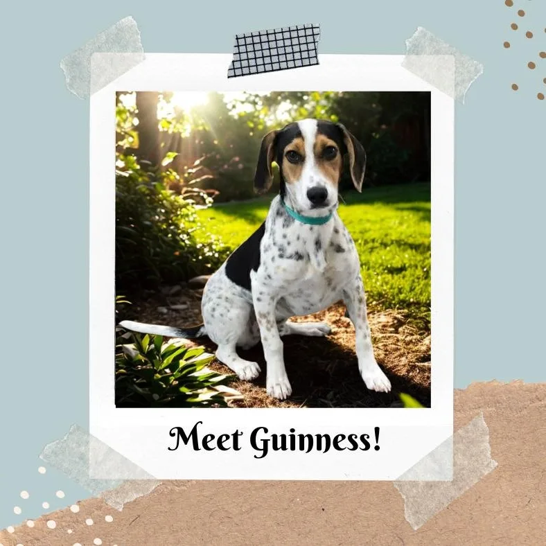 A young small-sized male Tricolor (Brown, Black, & White) Hound dog named Guinness for adoption in Sunderland, MD