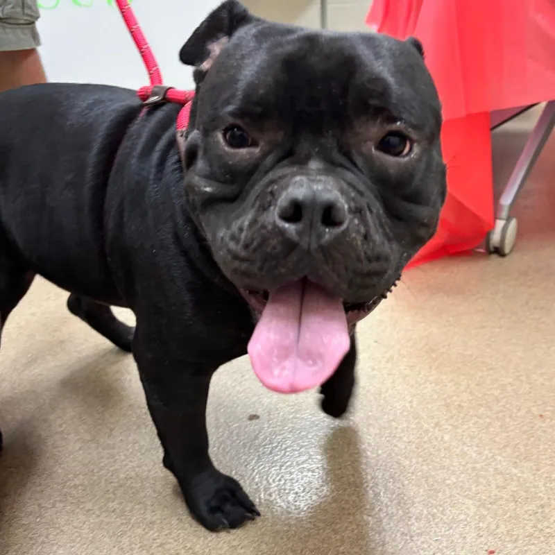 Vader