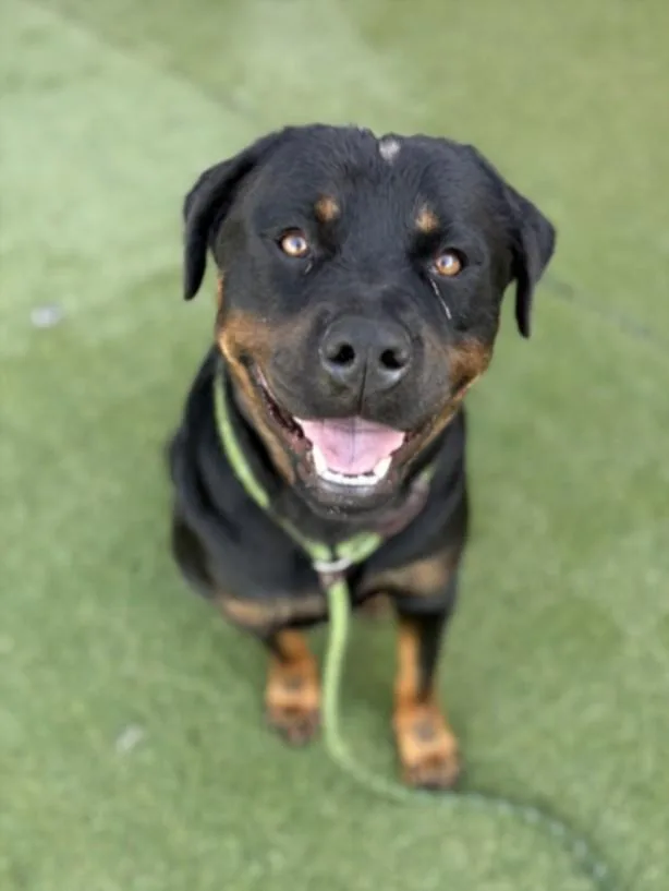 An adult large-sized female Rottweiler dog named Trucha for adoption in Los Angeles, CA