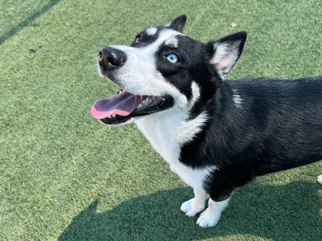 An adult large-sized male Siberian Husky dog named Joe for adoption in Dallas, TX