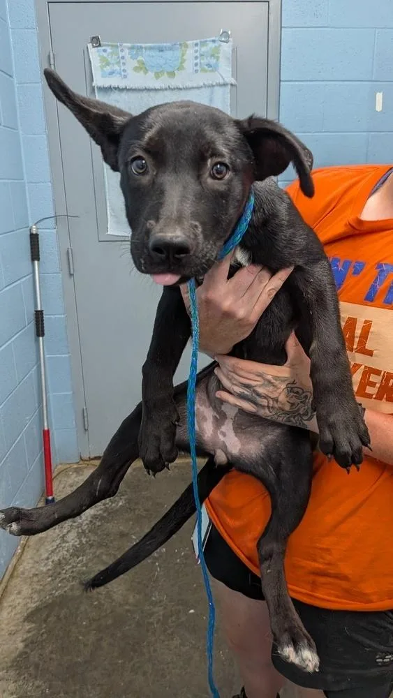 A baby small-sized male Tricolor (Brown, Black, & White) Labrador Retriever dog named Beetle for adoption in Evansville, IN