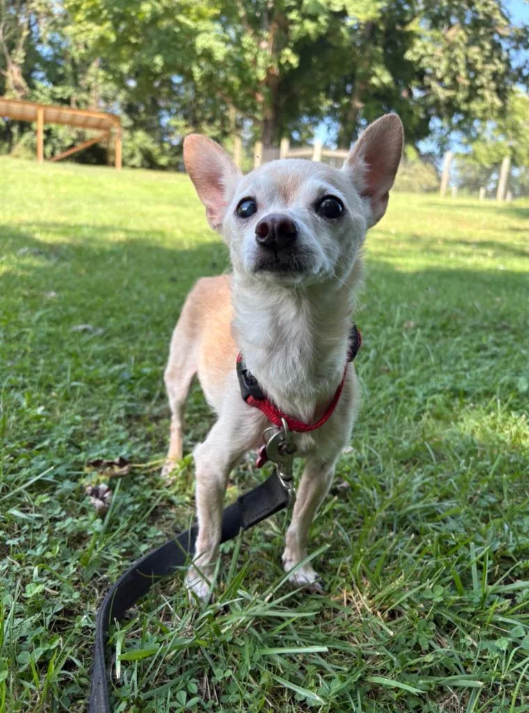 A senior small-sized female Yellow / Tan / Blond / Fawn Chihuahua dog named Nicky for adoption in Maysville, KY