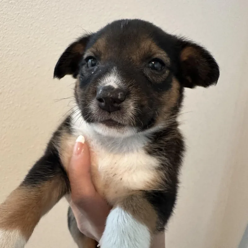 A baby medium-sized male White / Cream Cattle Dog dog named Spur for adoption in Sacramento, CA